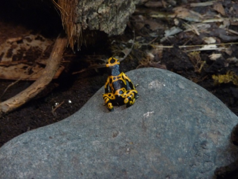 Yellow Poison Arrow Frog.JPG